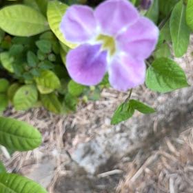 Photo of the plant species Chinese Violet by @YeahChives83 named Gomez on Greg, the plant care app