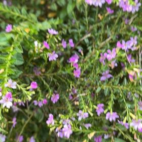 Photo of the plant species Hawaiian Heather by @YeahChives83 named Coco on Greg, the plant care app