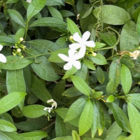 Photo of the plant species Crepe Jasmine by @YeahChives83 named Mando on Greg, the plant care app