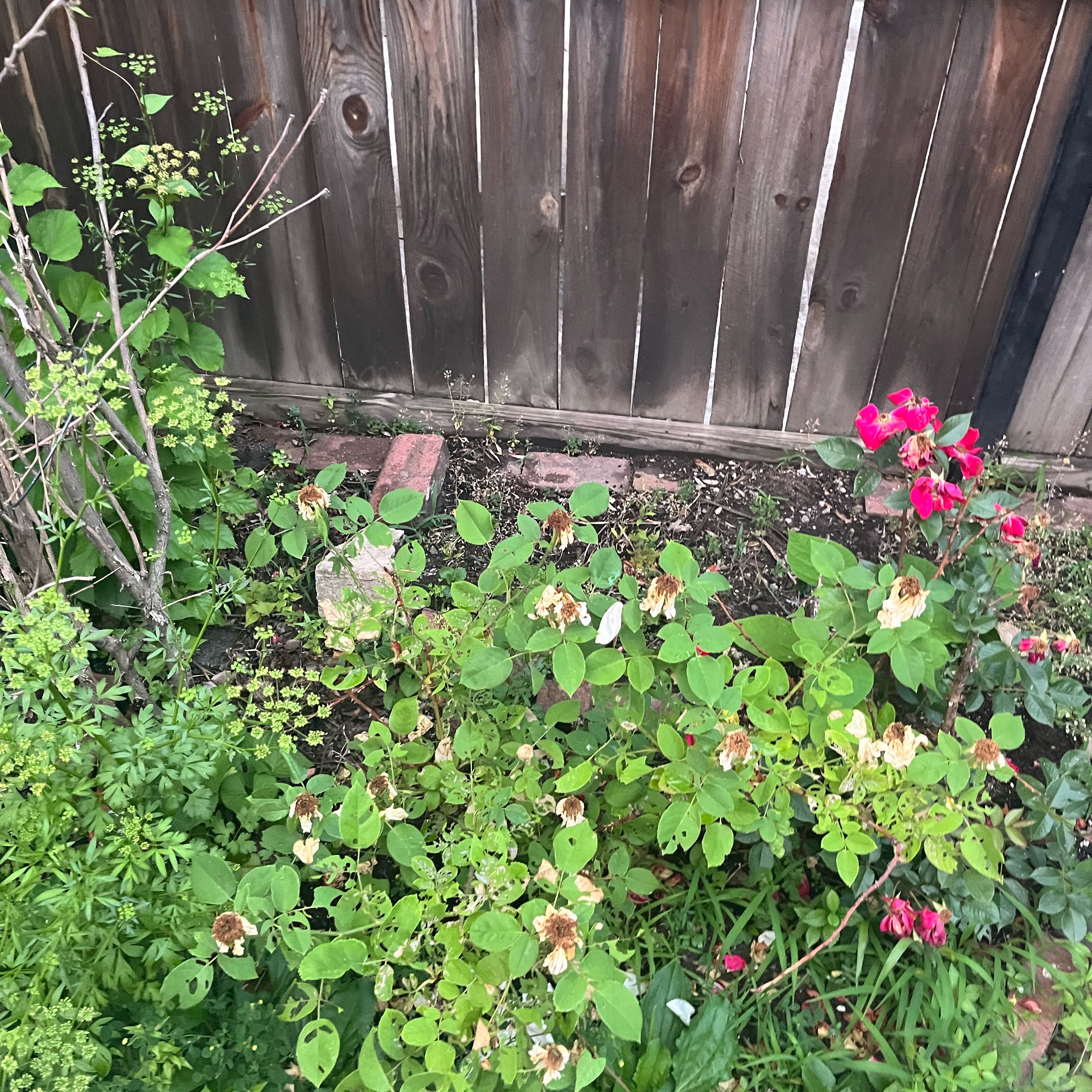 Photo of the plant species Nootka Rose by @LimberOlneya48 named Surya on Greg, the plant care app
