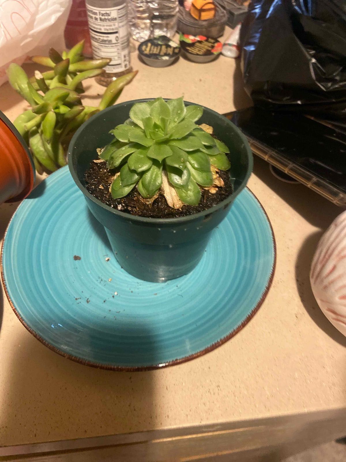 Photo from the post