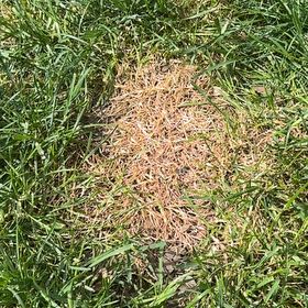Photo of the plant species Bermuda Grass by @TryPecan89 named Mollie on Greg, the plant care app
