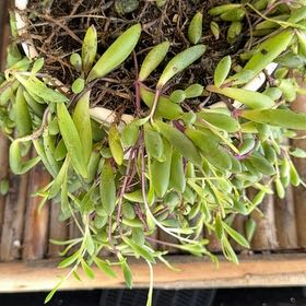Photo of the plant species Shoreline Sea Purslane by @KeyCaraway66 named Mando on Greg, the plant care app