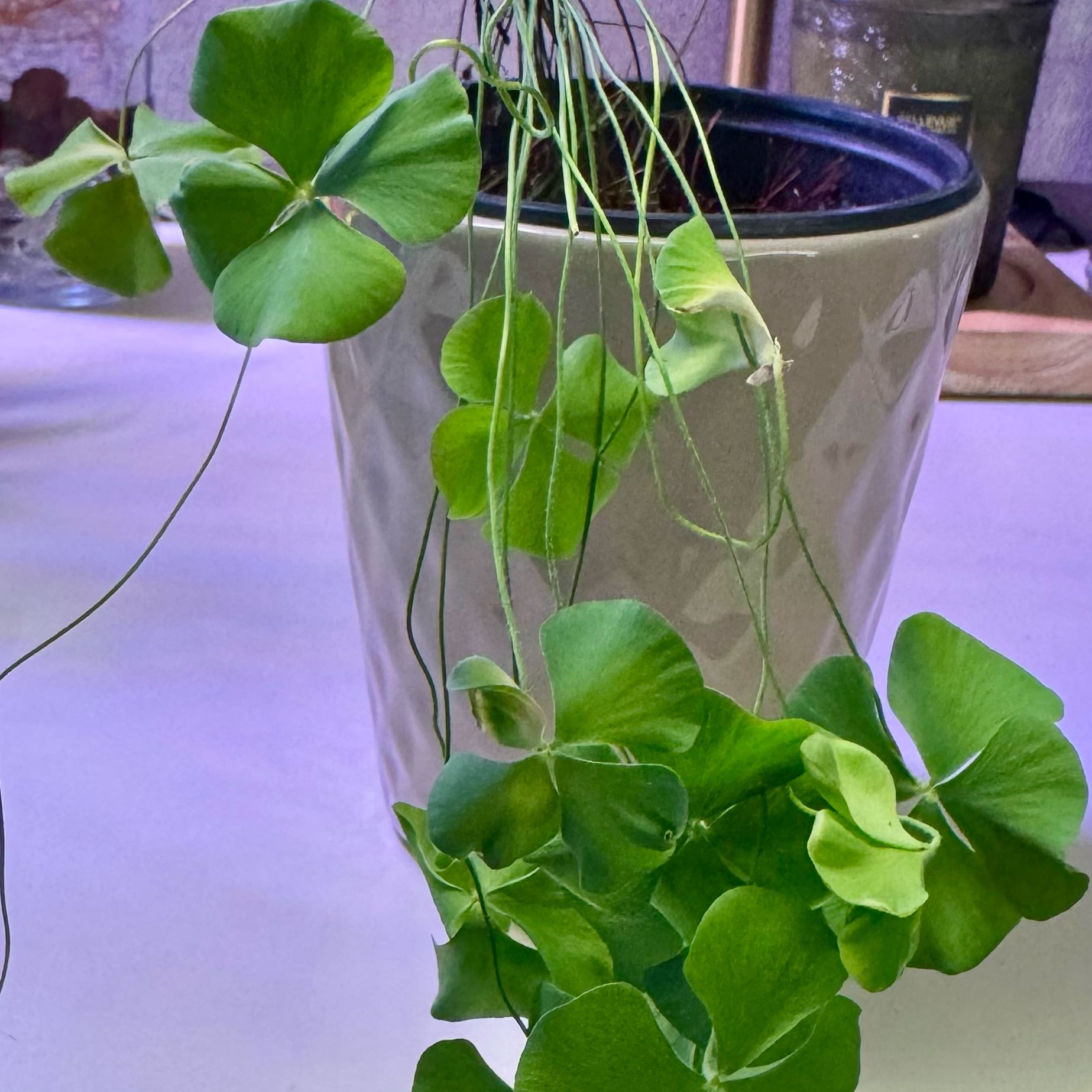 Photo of the plant species Jointed Woodsorrel by @NovelSweetbox30 named Nithin on Greg, the plant care app