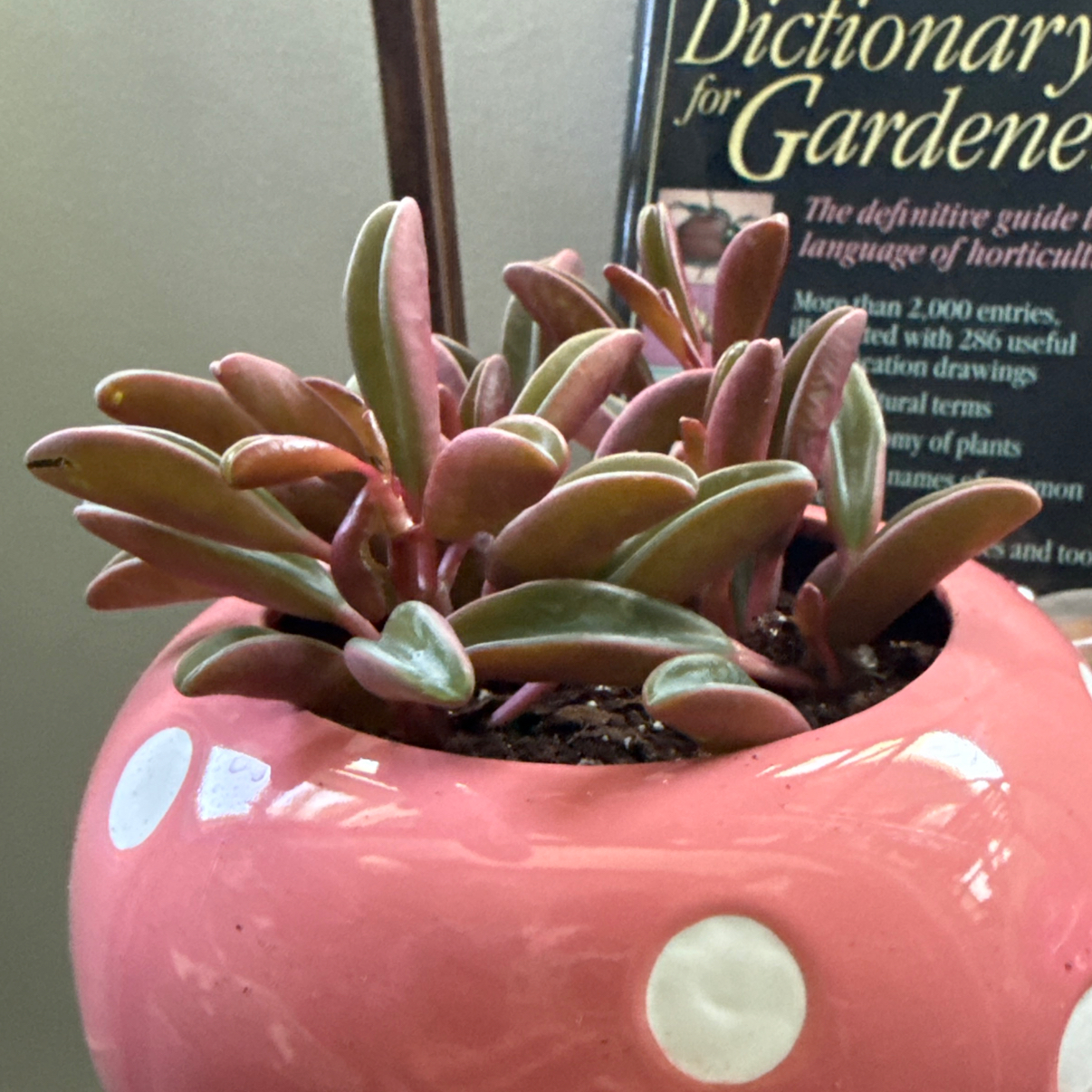 Photo of the plant species Ruby Glow Peperomia by @ZanyCamellia80 named ChloroPhil on Greg, the plant care app