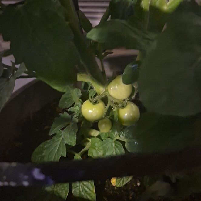 Photo of the plant species Husky Cherry Red Tomato by @AdeptPawpaw77 named Delilah on Greg, the plant care app