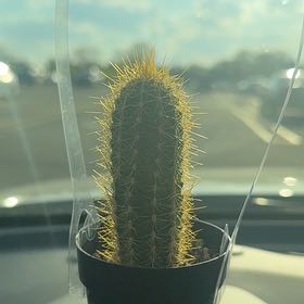 Photo of the plant species Echinopsis 'Huascha' by @FabColocynth92 named Gobi on Greg, the plant care app