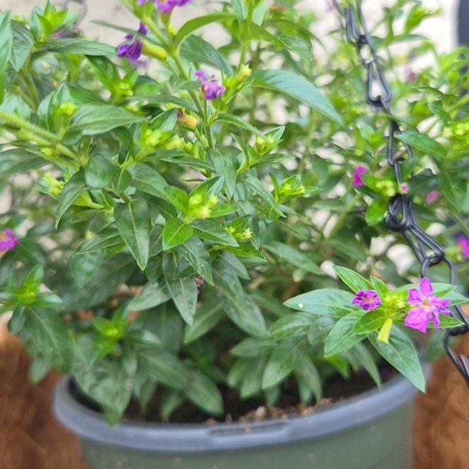 Photo of the plant species Hawaiian Heather by @KeyChards57 named Maria Felix on Greg, the plant care app