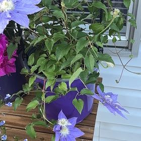 Photo of the plant species Italian Leather Flower by @SwiftComet61 named Beckham on Greg, the plant care app