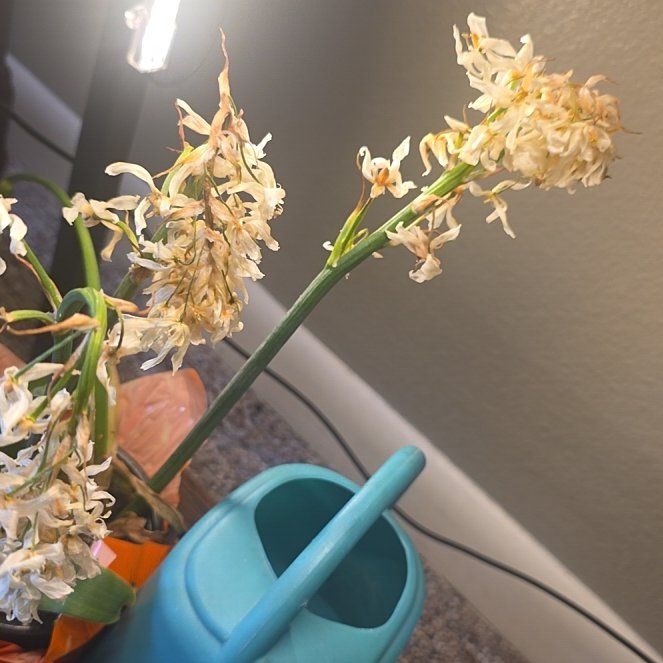 Photo of the plant species Paperwhite by @WhizAlmond34 named Cleopatra on Greg, the plant care app