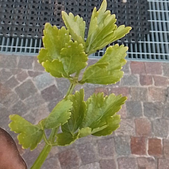 Photo of the plant species Leaf Celery by @TouchingIvy24 named Duke on Greg, the plant care app