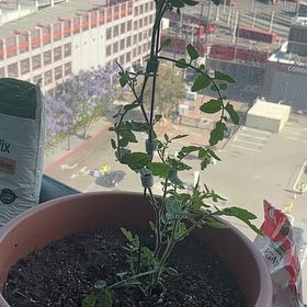 Photo of the plant species Cherry Tomato by @GemCaleypea88 named Tom on Greg, the plant care app