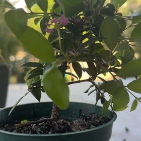Photo of the plant species Barbados Cherry by @CosmicAsarina28 named Treeyoncé on Greg, the plant care app