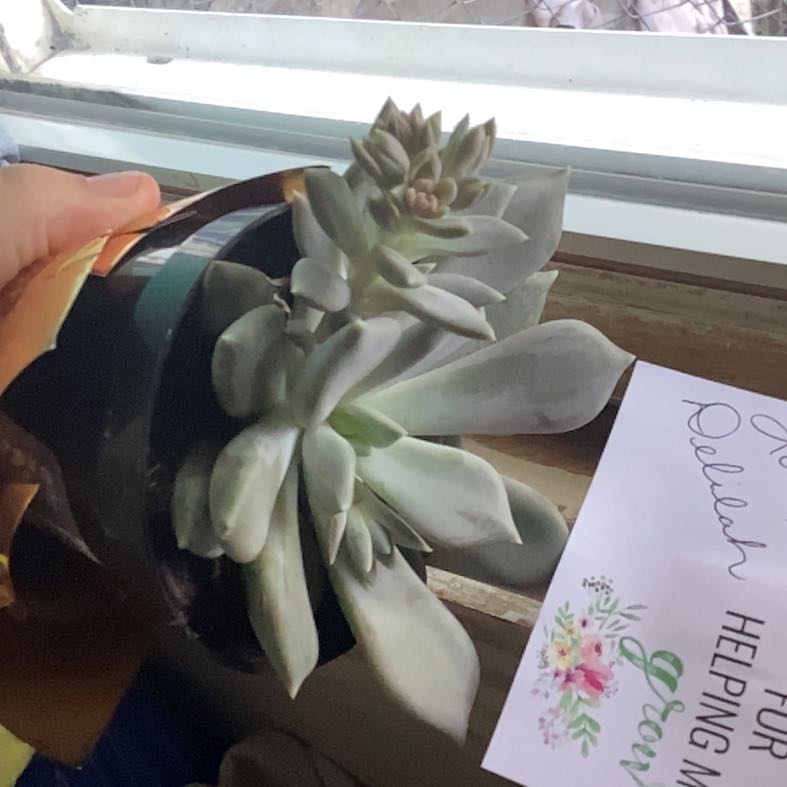 Photo of the plant species Pachyphytum 'Margrit' by @TidyBuroak45 named Naomi on Greg, the plant care app