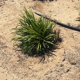 Photo of the plant species Society Garlic by @AngelicFlax38 named Beckham on Greg, the plant care app