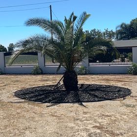 Photo of the plant species Canary Island Date Palm by @AngelicFlax38 named Delilah on Greg, the plant care app