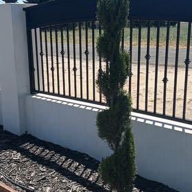 Photo of the plant species Mediterranean Cypress by @AngelicFlax38 named Captain Plant-it on Greg, the plant care app