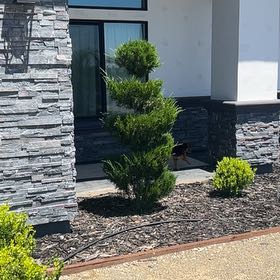 Photo of the plant species Mediterranean Cypress by @AngelicFlax38 named Zion on Greg, the plant care app