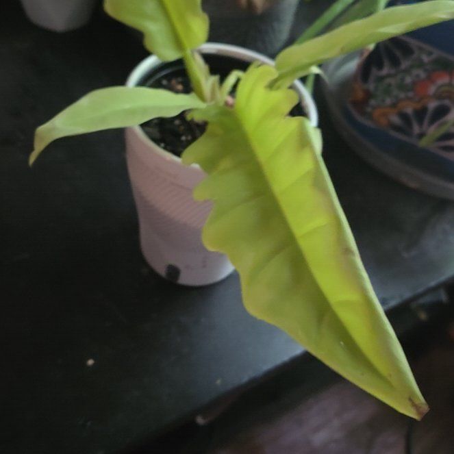 Photo of the plant species Philodendron golden crocodile by @TopMedeola83 named Gomez on Greg, the plant care app