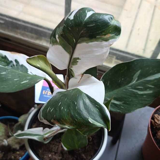 Photo of the plant species White Knight by @TopMedeola83 named Planty on Greg, the plant care app