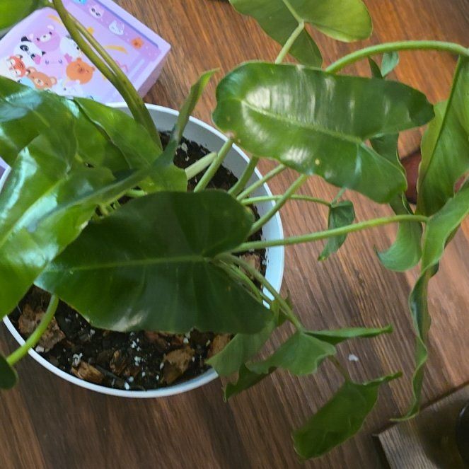 Photo of the plant species Philodendron Burle Marx by @TopMedeola83 named Muhammad Ali on Greg, the plant care app