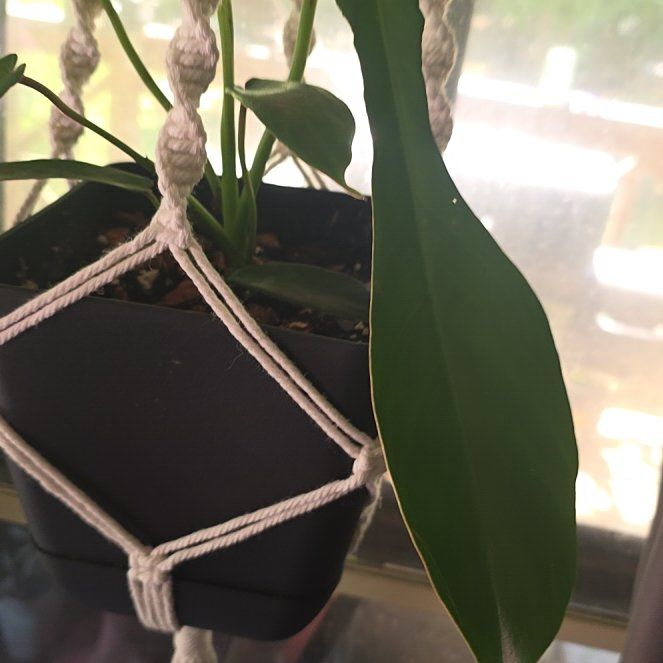 Photo of the plant species Anthurium pallidifibrum by @TopMedeola83 named Emerson on Greg, the plant care app