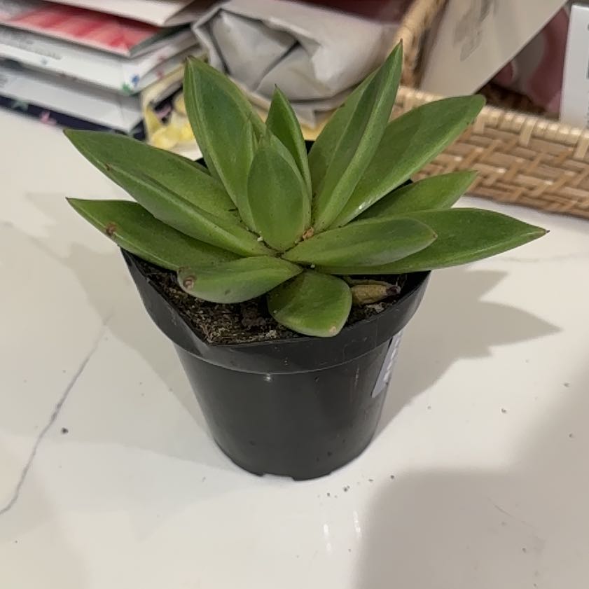 Photo of the plant species Miranda by @FabSuncup73 named Oscar on Greg, the plant care app