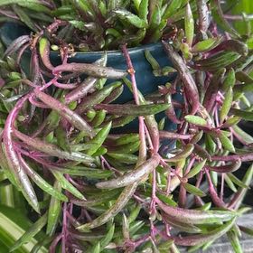 Photo of the plant species ruby necklace by @SpunkyAnacua45 named Kendall on Greg, the plant care app