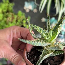 Photo of the plant species Aloe 'Christmas Carol' by @SpunkyAnacua45 named Scarlett on Greg, the plant care app