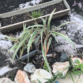 Photo of the plant species Tasman Flax-Lily by @SpunkyAnacua45 named Walt on Greg, the plant care app