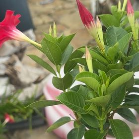 Photo of the plant species Red Mandevilla by @SpunkyAnacua45 named Aria on Greg, the plant care app