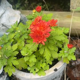 Photo of the plant species Giant Crego Aster by @SpunkyAnacua45 named Zeus on Greg, the plant care app