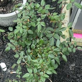Photo of the plant species Pink Double Knock Out Rose by @SpunkyAnacua45 named Curie on Greg, the plant care app