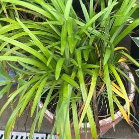 Photo of the plant species Big Blue Lilyturf by @SpunkyAnacua45 named Drake on Greg, the plant care app