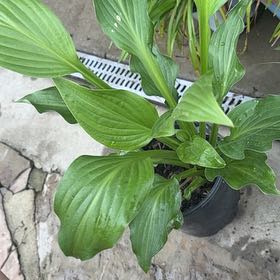 Photo of the plant species Hosta 'Royal Standard' by @SpunkyAnacua45 named Sage on Greg, the plant care app