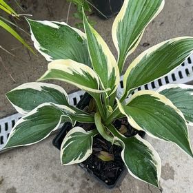 Photo of the plant species Minuteman Hosta by @SpunkyAnacua45 named Bieber on Greg, the plant care app