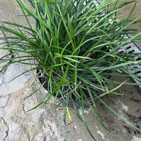 Photo of the plant species Monkey Grass by @SpunkyAnacua45 named Einstein on Greg, the plant care app