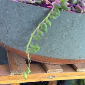 Photo of the plant species String of Teardrops by @SpunkyAnacua45 named Xena on Greg, the plant care app