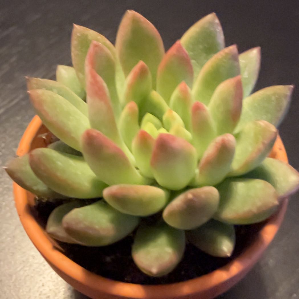 Photo of the plant species Echeveria 'Blue Frills' by @UniqueMystax43 named Bigleef Smalls on Greg, the plant care app