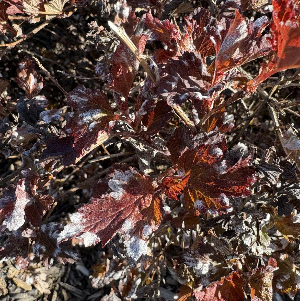 Photo of the plant species Atlantic Ninebark by @EquableKingfern named Achilles on Greg, the plant care app