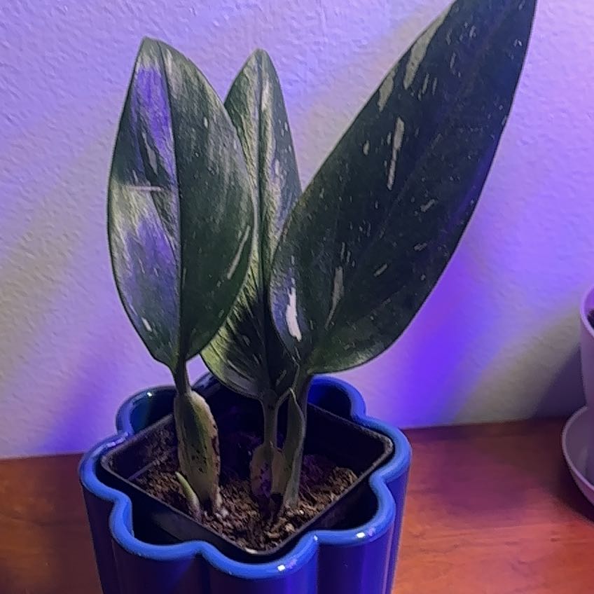 Photo of the plant species Cobra Monstera by @CoolBonsai31 named Bigleef Smalls on Greg, the plant care app