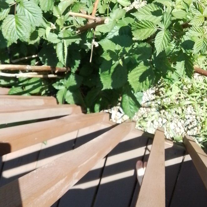 Photo of the plant species Blackberry by @NimbleGerbera47 named Winston on Greg, the plant care app