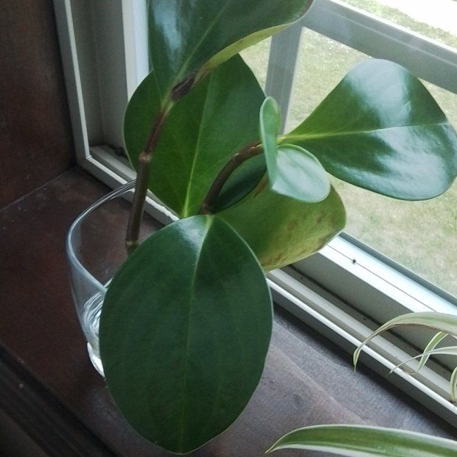 Photo of the plant species jade by @NimbleGerbera47 named Thor on Greg, the plant care app