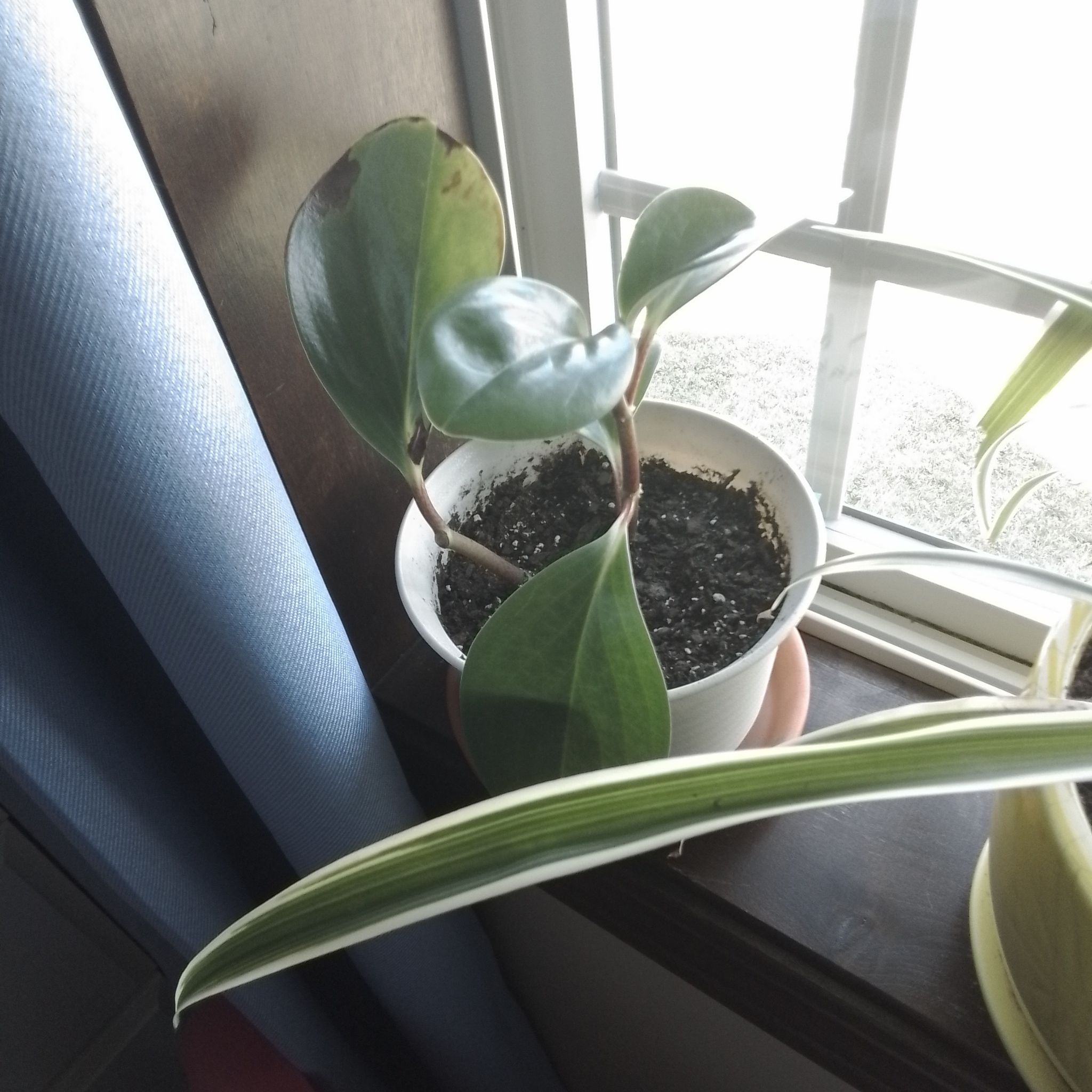 Photo of the plant species jade by @NimbleGerbera47 named Thor on Greg, the plant care app