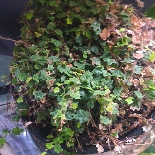 Photo of the plant species String of Frogs by @HappyCobnut15 named Girlfrond on Greg, the plant care app