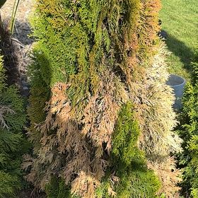 Photo of the plant species Ginger Pine by @FieryRose92 named Duke on Greg, the plant care app