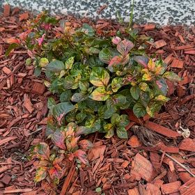 Photo of the plant species Joseph's Coat by @FitRedwood87 named Eva on Greg, the plant care app