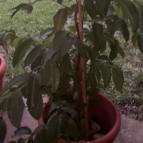 Photo of the plant species Guava Tree by @PeacefulPokaka named Gobi on Greg, the plant care app
