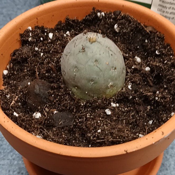 Photo of the plant species Tephrocactus 'Album' by @KindApricot93 named Sonora on Greg, the plant care app