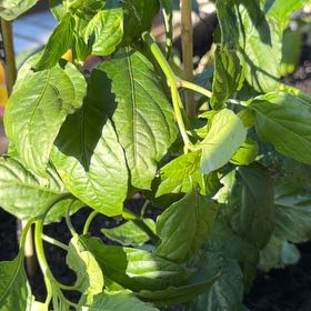 Photo of the plant species Ghost Pepper by @PoeticPuka92 named Lebron on Greg, the plant care app